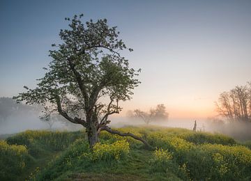 Spring in the old orchard