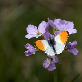 Le petit papillon orange est un papillon diurne de la famille des Pieridae sur W J Kok