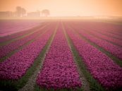 Tulpen im Nebel von Martijn Tilroe Miniaturansicht