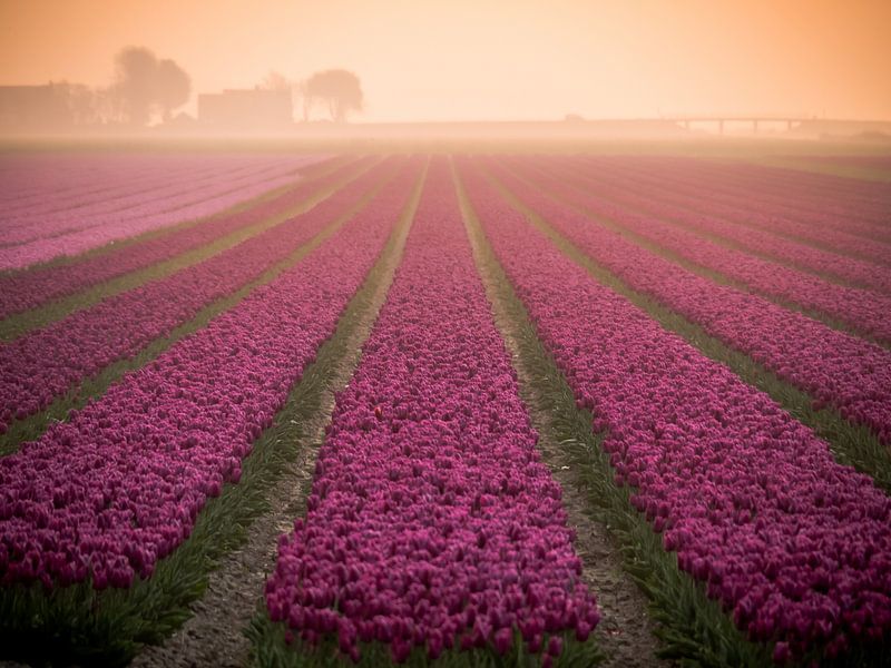 Tulips in fog by Martijn Tilroe