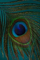 Plume de paon sur fond turquoise