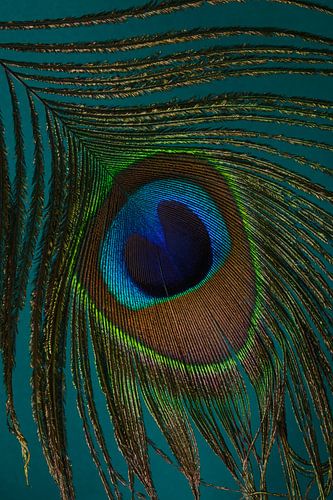 Een pauwenveer met turquoise achtergrond