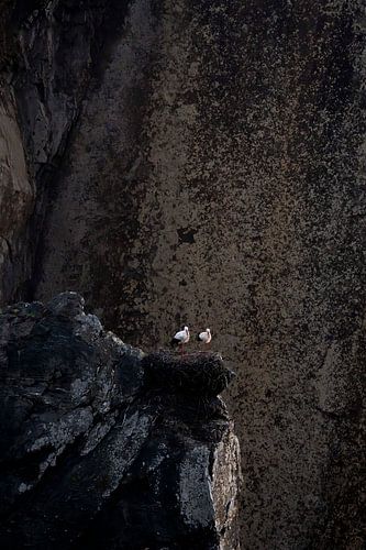 Ooievaars op Klifnest in Dramatische Rotswand
