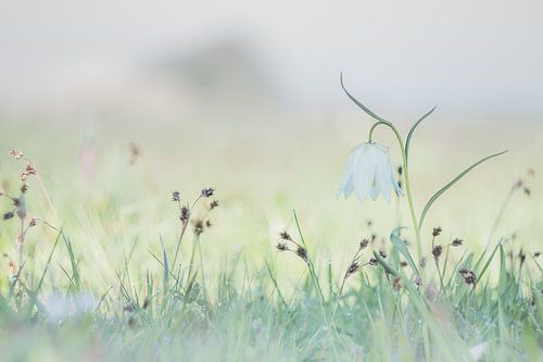  Enjoying Wild in Spring