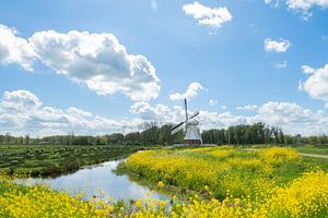 le moulin blanc avec le colza au premier plan