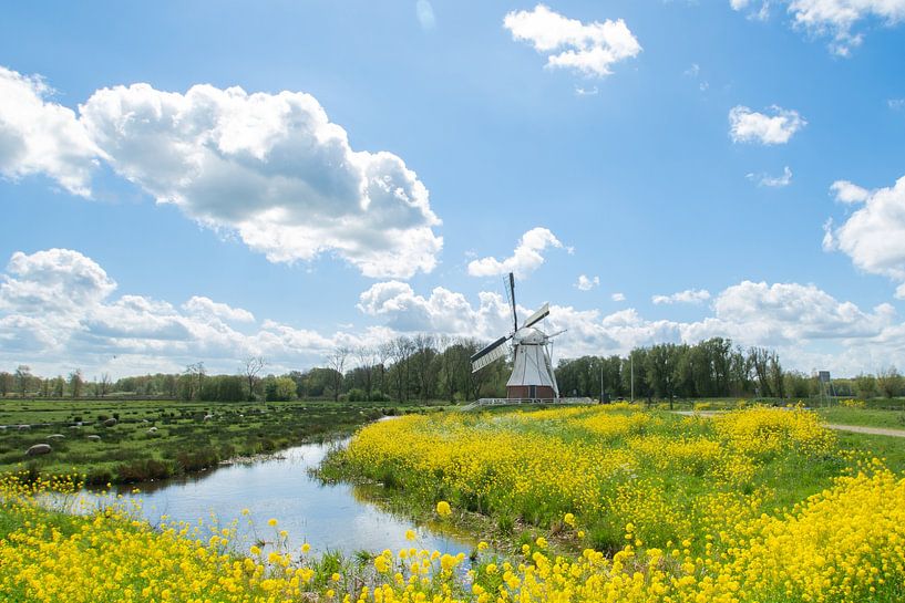 de witte molen met koolzaad op de voorgrond van M. B. fotografie