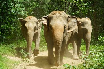 Les éléphants dans le parc sur Koen De Bruin