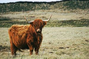 Stier