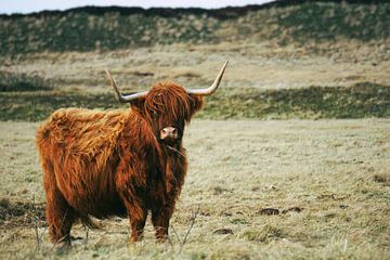 Stier