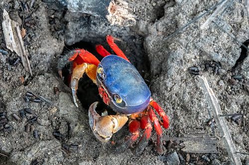 Kiekeboe, een landkrab in Costa Rica gluurt om de hoek