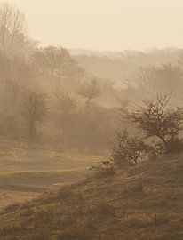 Nevel in de Amsterdamse Waterleiding Duinen van Mighuel Geutskens