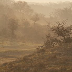 Mist in the Dunes von Mighuel Geutskens