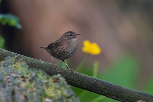 Zaunkönig
