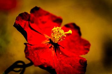 fleur rouge sur pixxelmixx