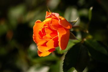 oranje roos in de zon