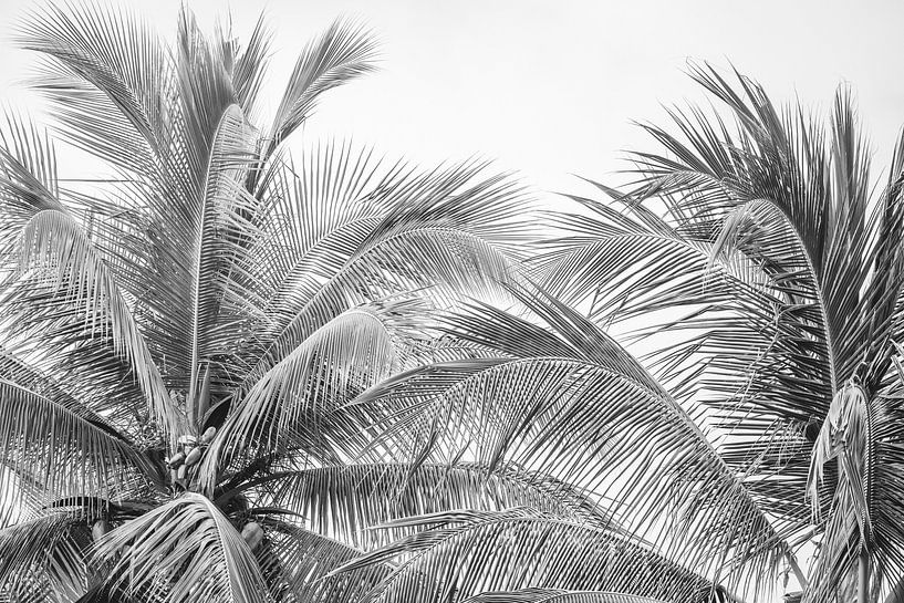 Zwart wit Palm Tropisch oord van Femke Ketelaar