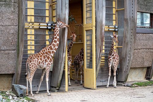 Giraffes