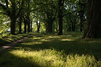 forêt de l'heure d'or