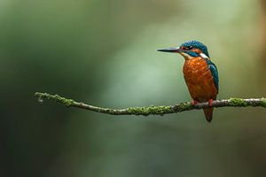Martin-pêcheur dans la lumière du matin.
