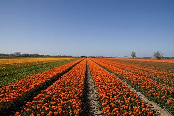 Oranje tulpen in het voorjaar van Maurice de vries