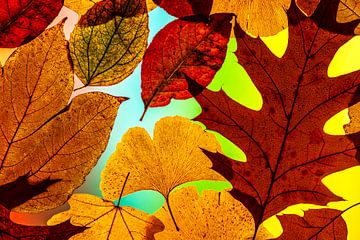 Kleurrijke bladeren in de herfst van Thomas Riess