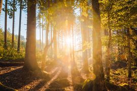 Morning Light by Pietro Carbucicchio