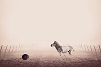 Unique Image manipulation of Zebra with Stripes of Yarn Ball on Foggy Morning