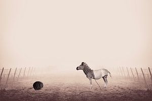 Einzigartiges Bild Manipulation von Zebra mit Streifen von Yarn Ball auf nebligen Morgen