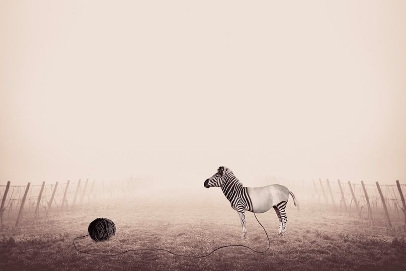 Unique Image manipulation of Zebra with Stripes of Yarn Ball on Foggy Morning by Elianne van Turennout