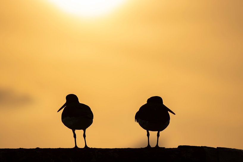 Silhouette of two oystercatchers at sunrise by Bas Ronteltap