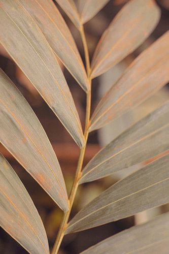 Botanische Studie 08