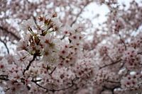 Prunusblüte