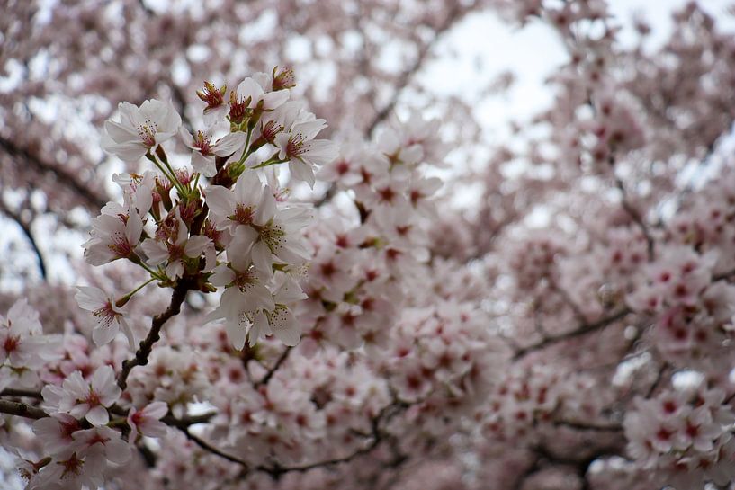 Prunusblüte von Robin Mulders