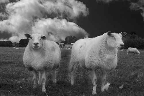 Een prachtig Hollands tafereel