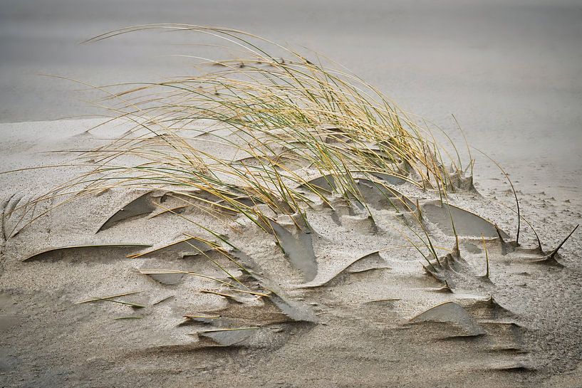 strand stilleven van eric van der eijk