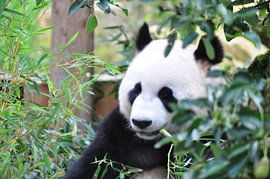 Panda Xing Ya  deel 8 panda bear