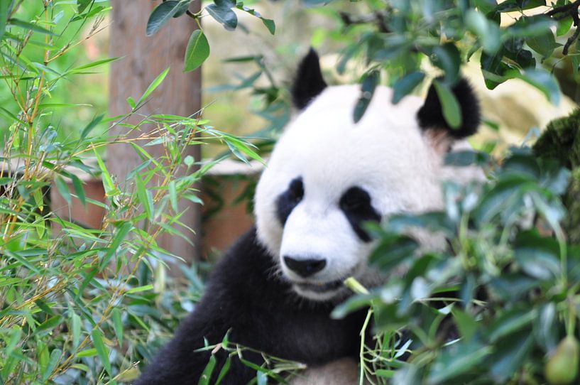 Panda Xing Ya  deel 8 panda bear by Diana Edwards