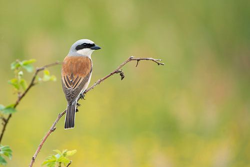 Neuntöter - Männchen