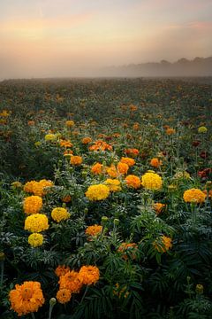 Studentenblumen im Sonnenaufgang von Marc-Sven Kirsch