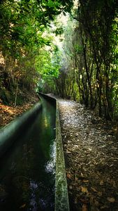 Jungle verte avec chutes d'eau