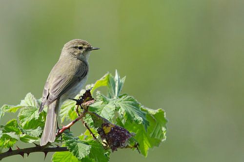 tjiftjaf op bramenstruik