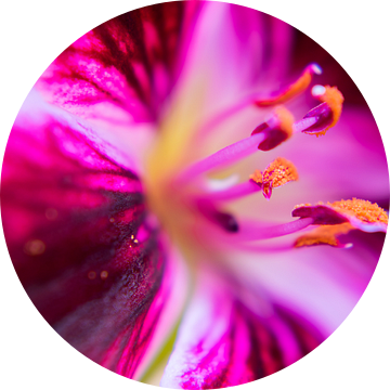 Oranje stuifmeel van een roze geranium van Rietje Bulthuis