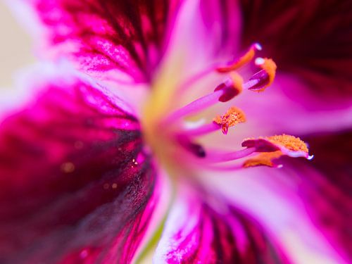 Orange pollen from a pink geranium by Rietje Bulthuis