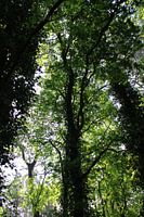 Licht dat door de bomen schijnt