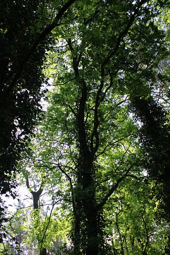Light shining through the trees