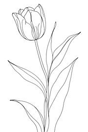 Tulp, minimalistisch van Ans Bastiaanssen