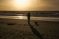 Doggy beach walk.