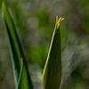 Tulp van Léontine Lamers