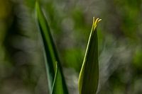 Tulipe