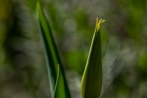 Tulp